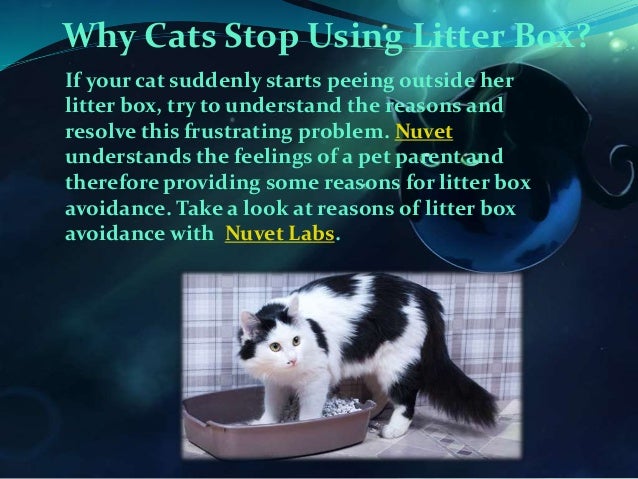 Cat not peeing in litterbox